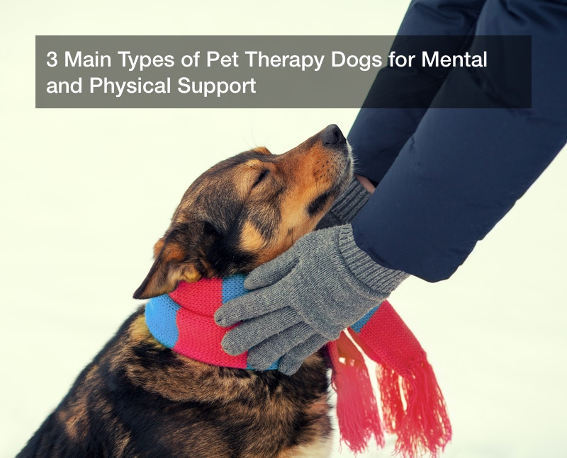 3 Main Types of Pet Therapy Dogs for Mental and Physical Support