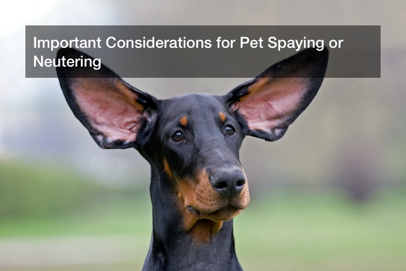 Important Considerations for Pet Spaying or Neutering