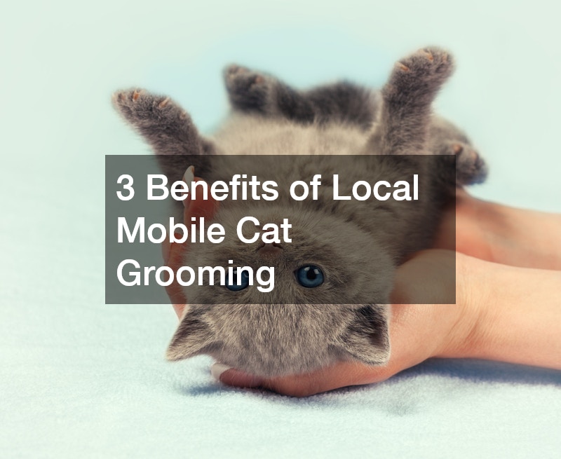 3 Benefits of Local Mobile Cat Grooming